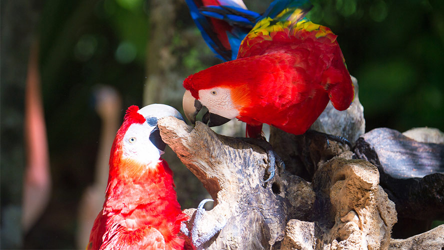 riviera-maya-xcaret