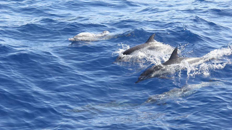 actividades-gran-canaria