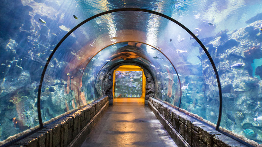 Dubai Aquarium & Underwater Zoo: discover Dubai’s underwater fantasy