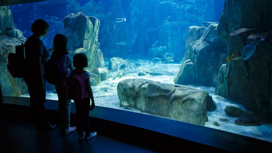 aquarium de dubai