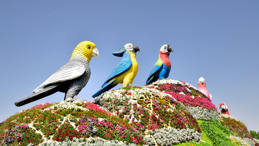 miracle garden