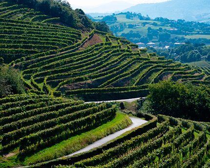 History of txakoli and the best txakoli wineries in the Basque Country