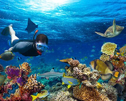 Buceo y snorkel en Maldivas, uno de los mejores lugares para principiantes