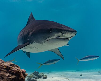 Tiburones en Maldivas, el gran atractivo bajo el agua