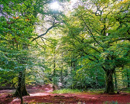 Selva de Irati, el mayor bosque de hayas y abetos de España