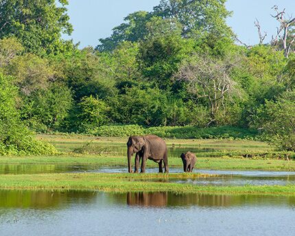 Todo lo que debes saber sobre los santuarios de elefantes