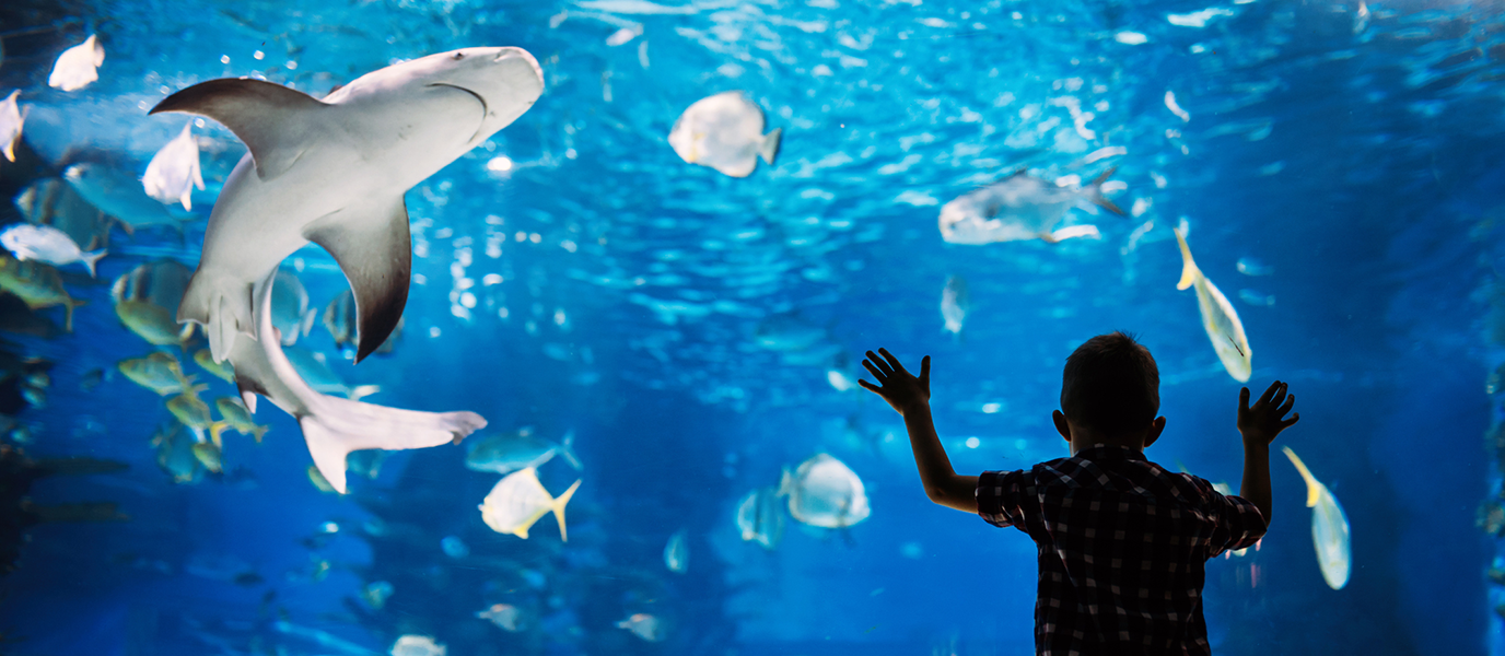 The Aqua Vega Aquarium: a voyage to the heart of the marine world in Ankara