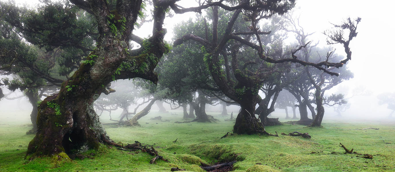 Bosque de Fanal, el lugar donde viven las hadas