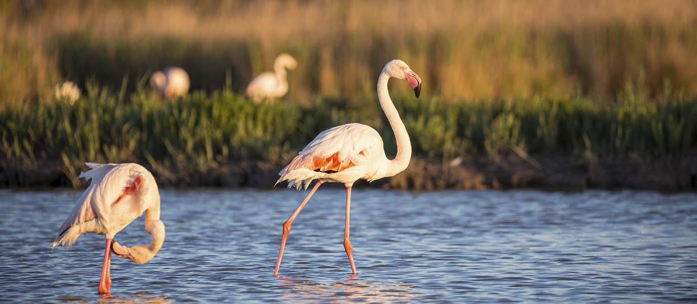 Punta Entinas Sabinar, un reino de dunas y marismas