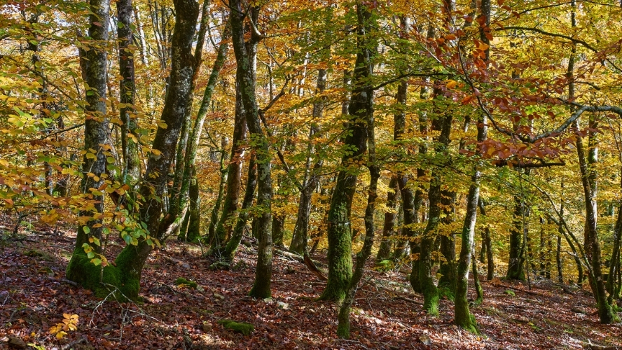 Parque Natural Señorío de Bértiz, el jardín secreto del Pirineo navarro