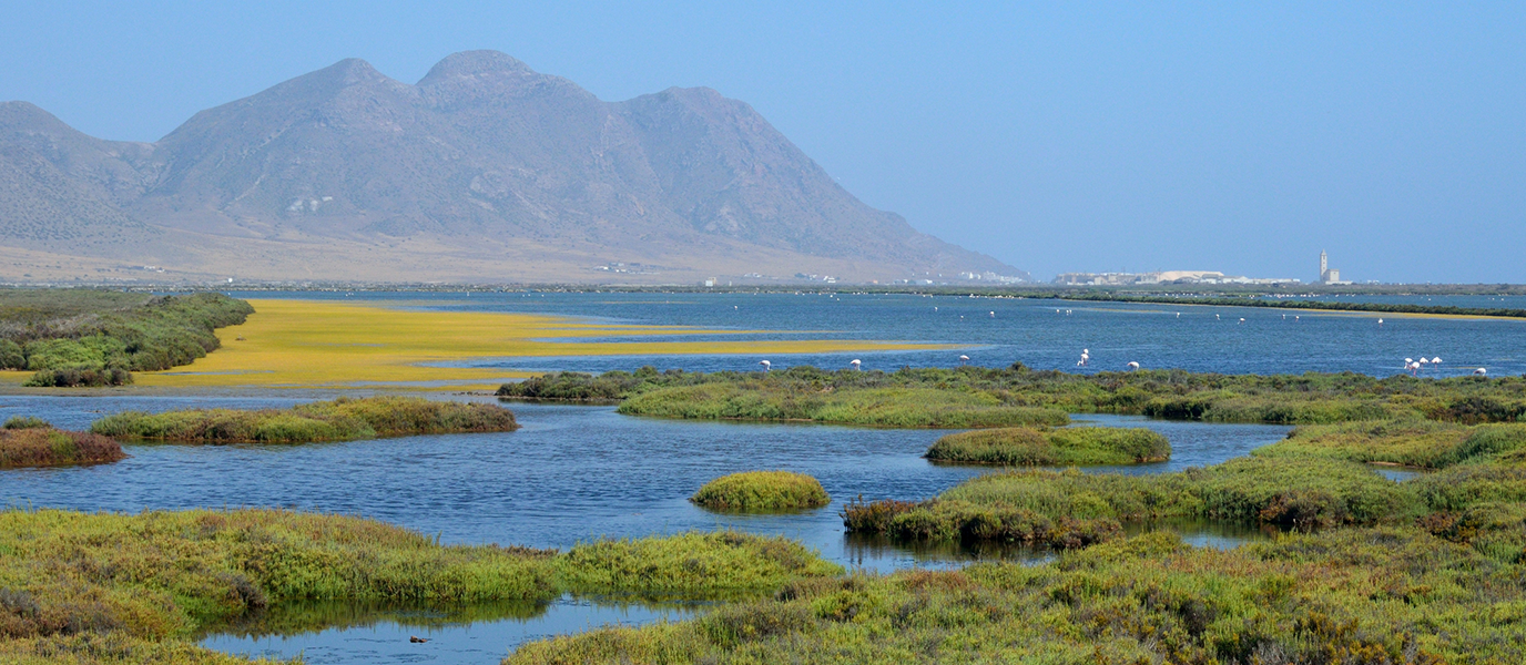 Salinas del Cabo de Gata, un humedal lleno de flamencos rosas