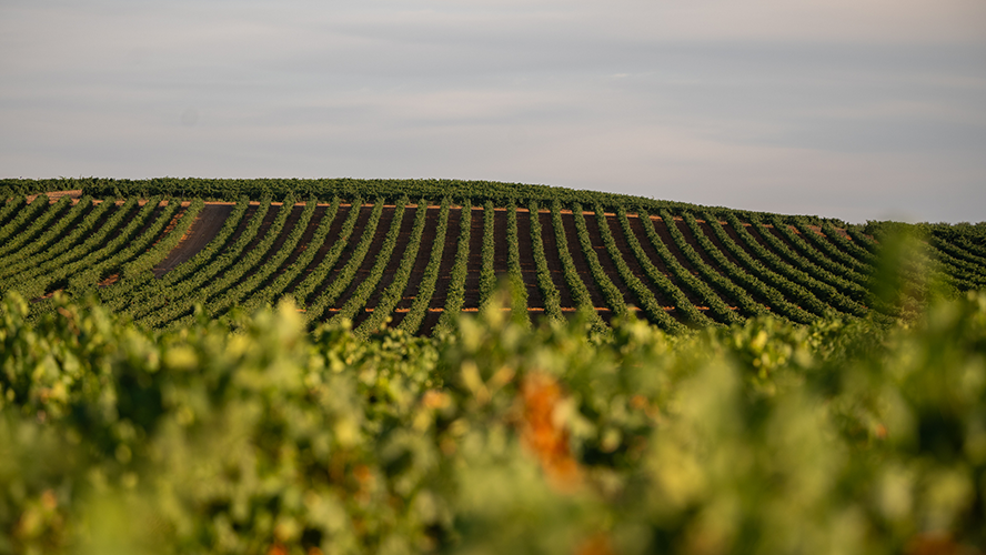 Bodegas de la Ribera del Duero