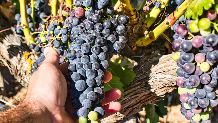 Bodegas de la Ribera del Duero